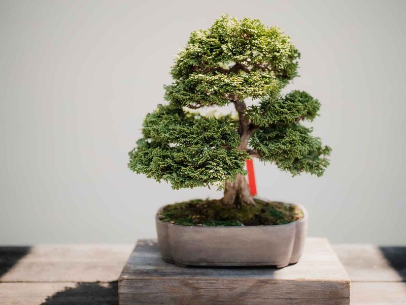 Bonsai Tree